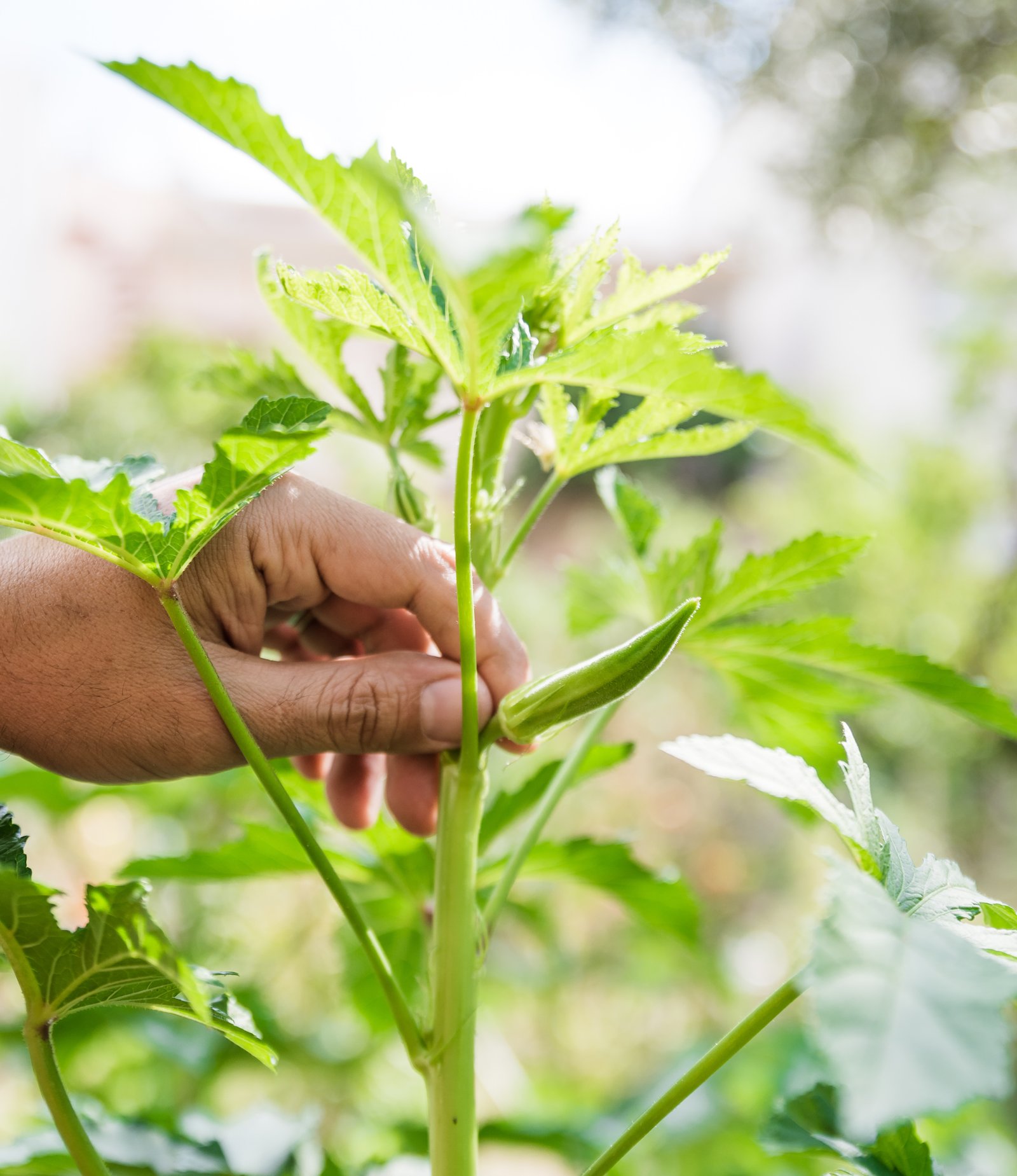 Sourcing Fresh Ingredients